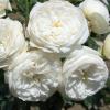 Bild strauchrose_artemis_2_11575.jpg