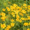 Bild studentenblume-von-eriswil-tagetes-saatgut_11480.jpg