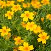 Bild studentenblume-von-eriswil-tagetes-tenuifolia_17818.jpg