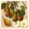 Bild stuttgarter-gaishirtle-gaishirtel-birnbaum-biogartenversand_14174.jpg