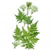 Bild suessdolde_myrrhis_odorata_a.jpg