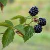 Bild suesse-brombeere-asterina-rubus-sect_16222.jpg