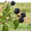 Bild suesse-brombeeren-stachellos-asterina_16220.jpg
