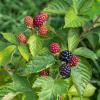 Bild suesse-brombeeren-stachellose-asterina-pflanzen_11787.jpg