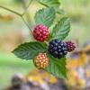 Bild suesse-brombeeren-stachellose-asterina_16219.jpg