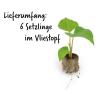 Bild suesskartoffel-6-setzlinge-im-vliesstopf_18602.jpg