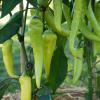 Bild sweet-banana-paprika-bio-saatgut-hof-jeebel_14443.jpg