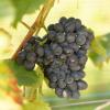Bild tafeltraube-nero-weinrebe-rotwein-hof-jeebel_17200.jpg
