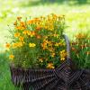 Bild tagetes-pflanze-gelb-orange-rot_20524.jpg
