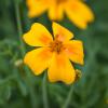Bild tagetes-tenuifolia-polster-studentenblume-hof-jeebel_14497.jpg