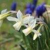 Bild thalia-narzissen-blumenziwebeln-hof-jeebel_12259.jpg
