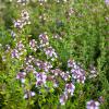 Bild thymian-bluete-biogartenversand_13925.jpg