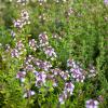 Bild: thymian-bluete-biogartenversand_22512.jpg 