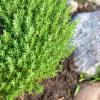 Bild: thymian-im-steingarten-bodendecker-winterhart_22515.jpg 