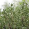 Bild thymian_thymus_vulgaris_13924.jpg