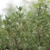 Bild: thymian_thymus_vulgaris_22511.jpg 
