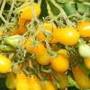 Bild tomate-dattelwein-bio-tomatensaatgut-hof-jeebel_15554.jpg