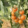 Bild tomate-goldiana-saatgut_19819.jpg