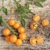 Bild tomate-goldiana-samen_12898.jpg