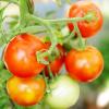 Bild tomate-moneymaker_11353.jpg