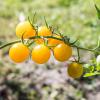 Bild tomate_gelbe_johannisbeere_a_12474.jpg