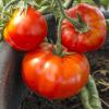 Bild tomate_marmande_a_16198.jpg