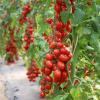 Bild tomate_mirimiri_17236.jpg