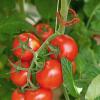 Bild tomaten-clips-clipper-tomatenranken_18372.jpg