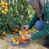 Bild tomaten-samen-duttingold_20093.jpg