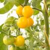 Bild tomatensamen-dorada_20256.jpg