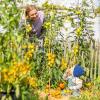 Bild tomatensamen-duttingold_20091.jpg