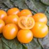 Bild tomatensamen-goldiana-kaufen.jpg