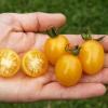 Bild tomatensorte-slivowidnij.jpg