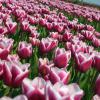 Bild triumph-tulpe-synaeda-blue-blumenzwiebeln_15777.jpg