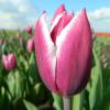 Bild triumph-tulpen-synaeda-blue-blumenzwiebeln_15776.jpg
