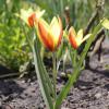 Bild tulpe_clusiana_taco_a_12253.jpg