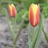 Bild tulpe_clusiana_taco_b_12254.jpg