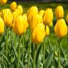 Bild tulpen-bestellen-muscadet-gelbe-tulipa_17107.jpg