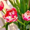 Bild tulpen-bestellen-rot-weiss-columbus-gefuellt_17108.jpg