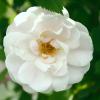 Bild venusta-pendula-ramblerrose-hof-jeebel_14311.jpg