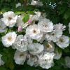 Bild venusta-pendula-ramblerrose-rose-hof-jeebel_14310.jpg