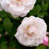 Bild venusta-pendula-ramblerrose-rosen-hof-jeebel_14312.jpg
