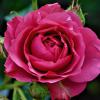 Bild vesica-ramblerrose-rose-hof-jeebel_14313.jpg