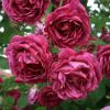 Bild vesica-ramblerrose-rosen-hof-jeebel_14314.jpg