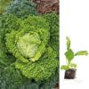 Bild vorgezogene-jungpflanzen-wirsing-vorbote_9050.jpg