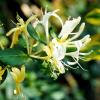 Bild waldgeissblatt-lonicera-periclymenum_20555.jpg