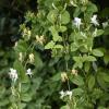 Bild waldgeissblatt_lonicera-periclymenum_20554.jpg