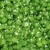 Bild: waldmeister-biogartenversand-hof-jeebel_21816.jpg 