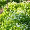Bild: waldmeister-cumarin-waldmeisterbowle_21815.jpg 