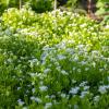 Bild: waldmeister-maikraut-labkraut-galium-odoratum_21819.jpg 